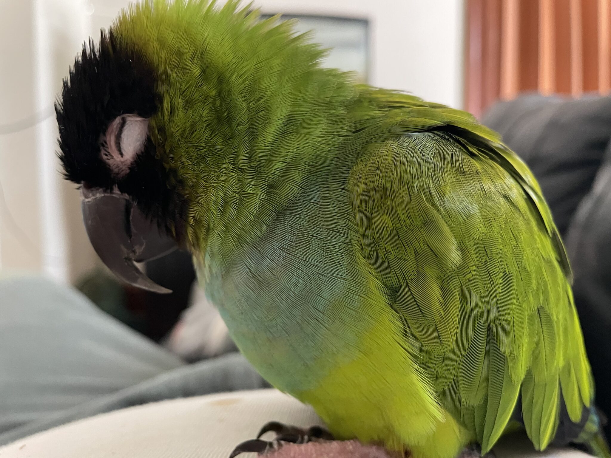 Jabali